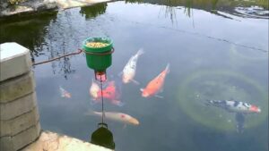 Unveiling the Future of Pond Management: The Automatic Pond Fish Feeder Revolution